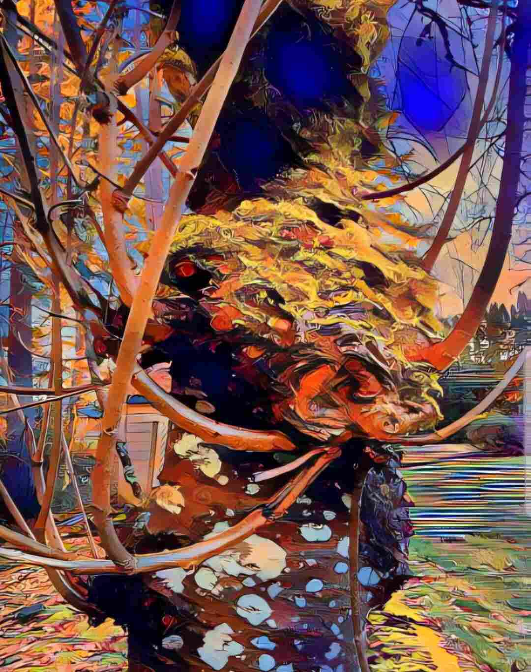 Sophronia artwork